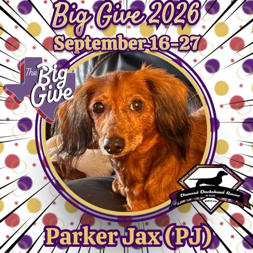 Photo of Parker Jax (PJ), adoptable senior Dachshund in San Antonio, Texas
