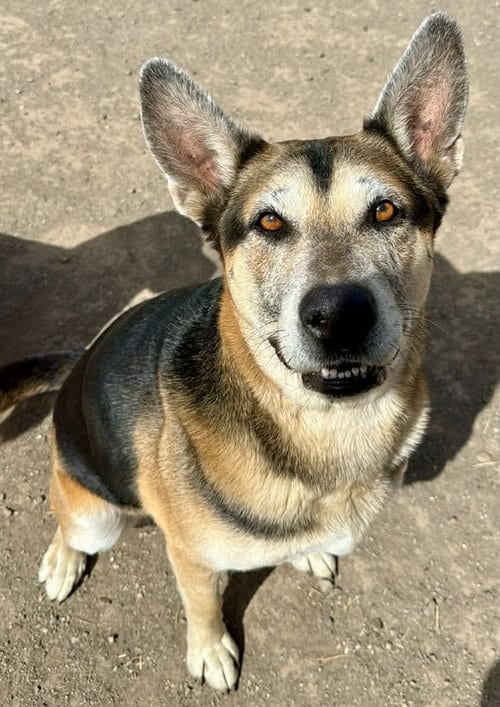 Hasiko, adoptable senior German Shepherd Dog in Yreka, CA
