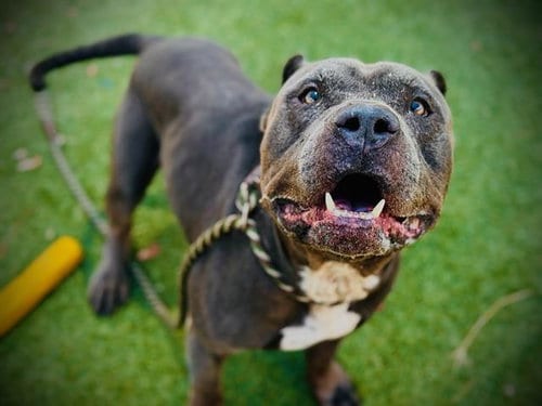 Photo of Rex, adoptable senior Pit Bull Terrier in Orlando, Florida