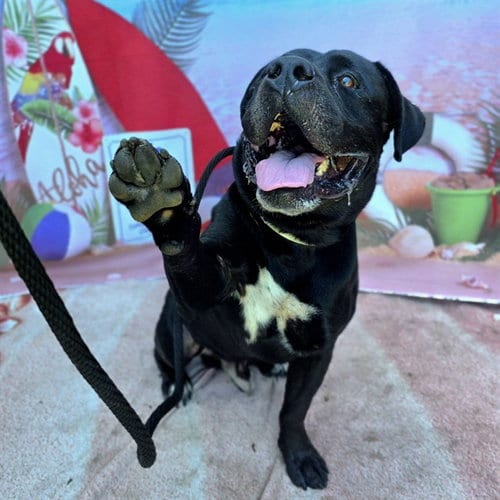 Photo of Bodak, adoptable senior American Bulldog in Long Beach, California