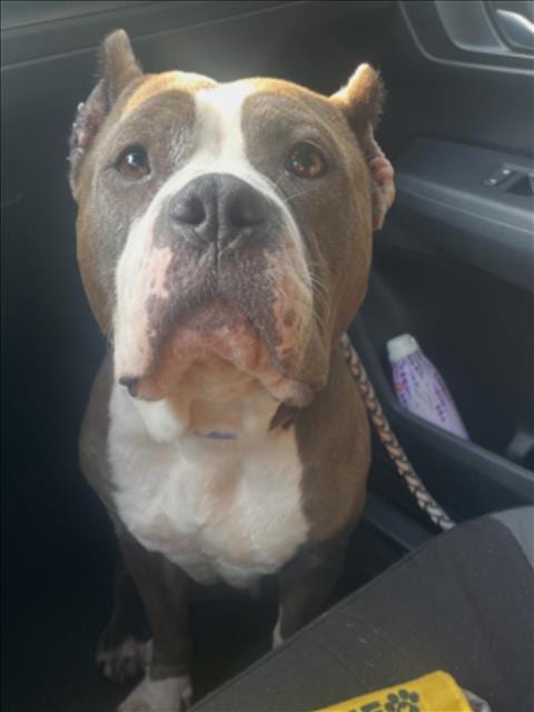 Photo of Polly Pocket, adoptable senior Staffordshire Bull Terrier in Houston, Texas