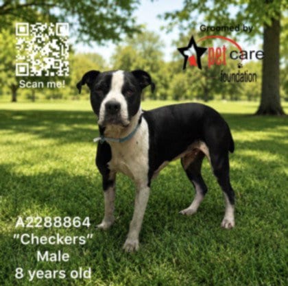 Photo of Checkers, adoptable senior American Pit Bull Terrier in Los Angeles, California