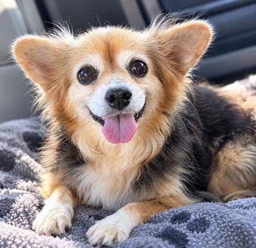 Photo of Mary Jane, adoptable senior Corgi in Mooresville, North Carolina