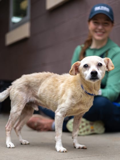 Photo of Walter, adoptable senior dog in Chamblee, Georgia