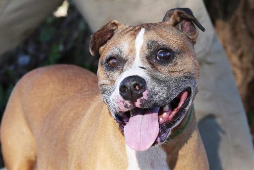 Photo of Yoshi, adoptable senior American Pit Bull Terrier in Albuquerque, New Mexico
