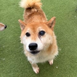 Photo of Dandilion 4023, adoptable senior Shiba Inu in Loxahatchee, Florida