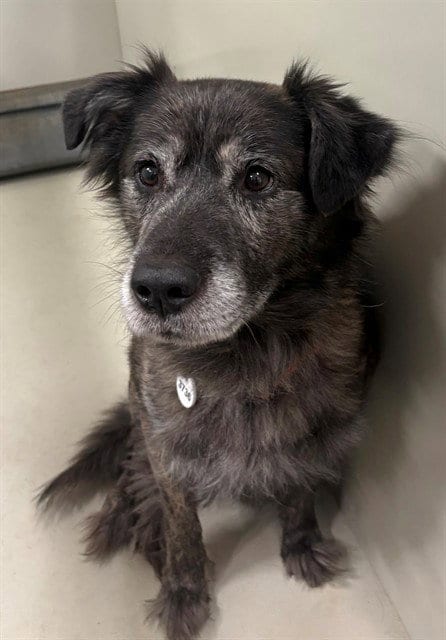 Photo of Hondo, adoptable senior Catahoula Leopard Dog in Forestville, Maryland