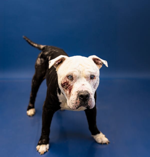 Photo of Pen Ic-6 Louie, adoptable senior Pit Bull cross in Lawrenceville, Georgia