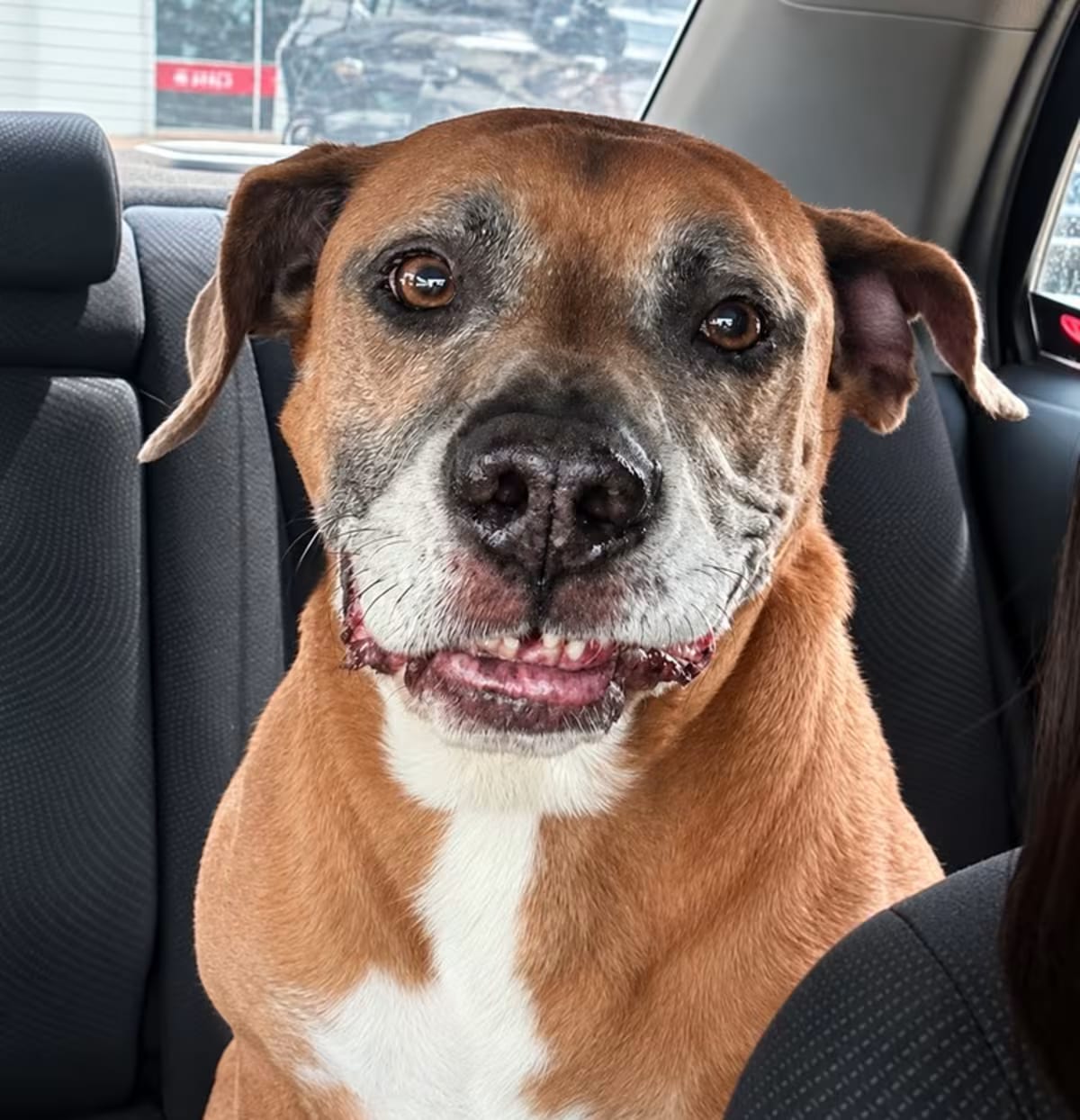 Photo of Gunner, adoptable senior Boxer/American Staffordshire Terrier in Seattle, Washington
