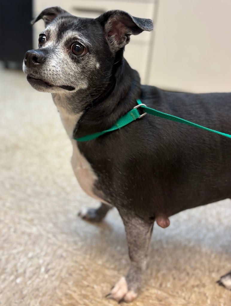 Photo of Bailey, adoptable senior Chihuahua in Nacogdoches, Texas