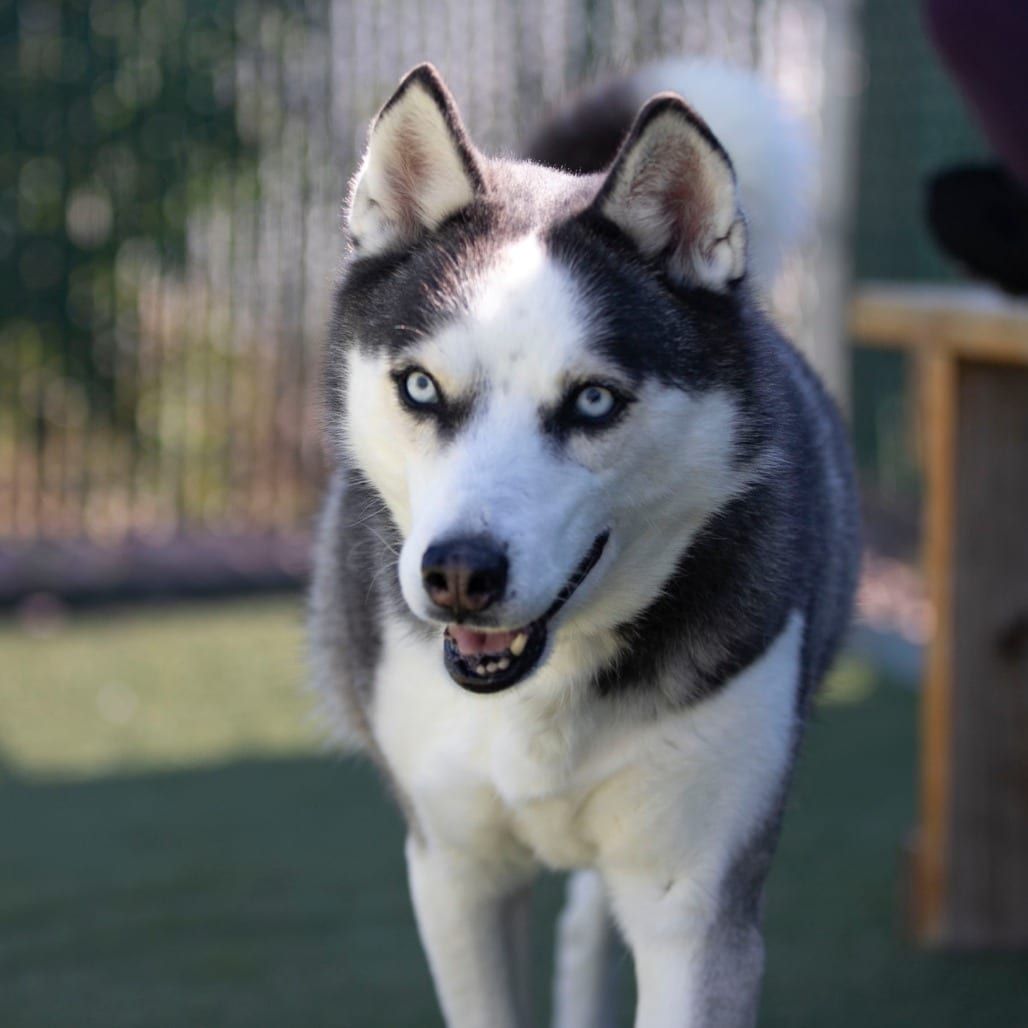 Photo of Ice (MR26-327), adoptable senior Husky in Colorado Springs, Colorado