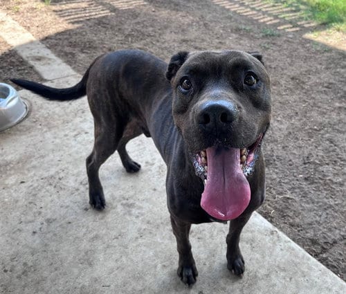 Photo of Chocolate, adoptable senior Pit Bull Terrier in Plano, Texas