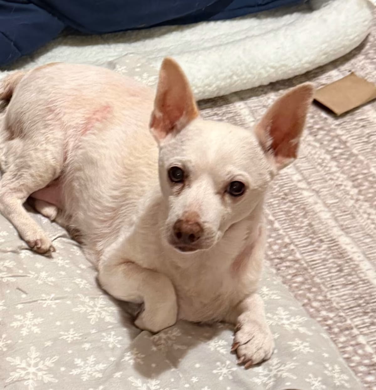 Photo of Jetson, adoptable senior Chihuahua/Mixed Breed (Medium) in Oakland, California