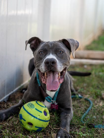 Photo of Waver, adoptable senior dog in Chamblee, Georgia