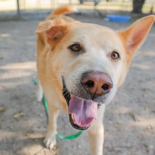Photo of Chili, adoptable senior Golden Retriever in Waco, Texas