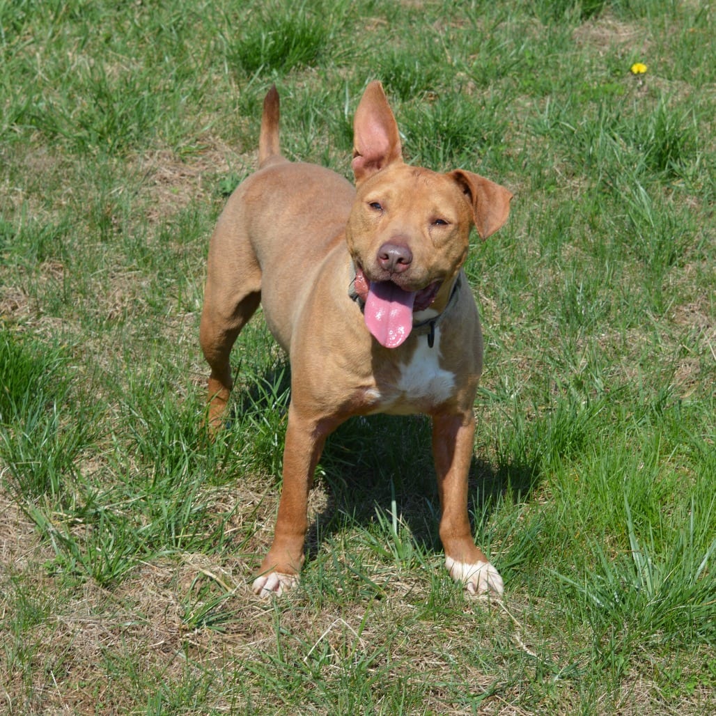 Photo of Cody, adoptable senior Mixed Breed (Medium)