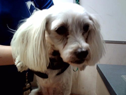 Photo of Rosita, adoptable senior Terrier in Martinez, California