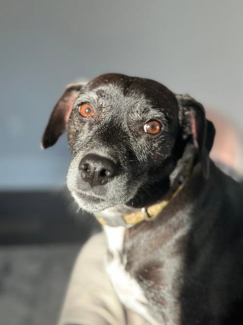 Photo of Jack, adoptable senior Rat Terrier in Rutherfordton, North Carolina