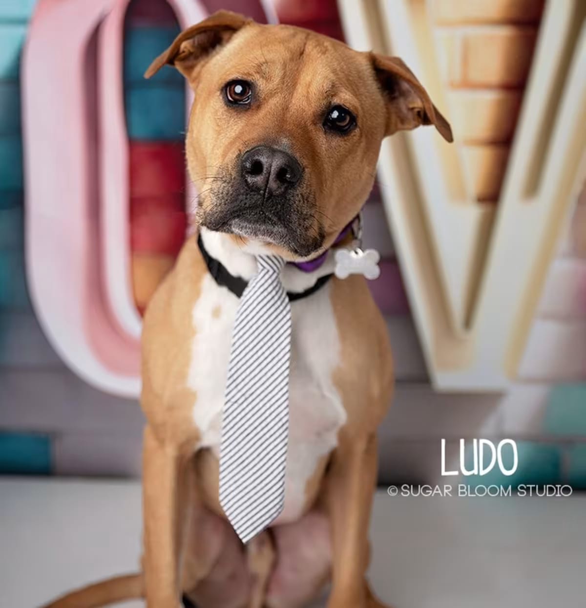 Photo of Ludo, adoptable senior Labrador Retriever in Littleton, Colorado