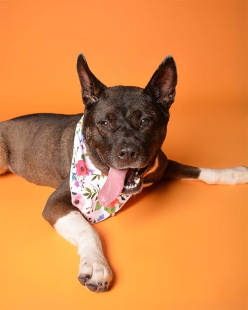 Photo of Alexis, adoptable senior Akita in Fort Lauderdale, Florida