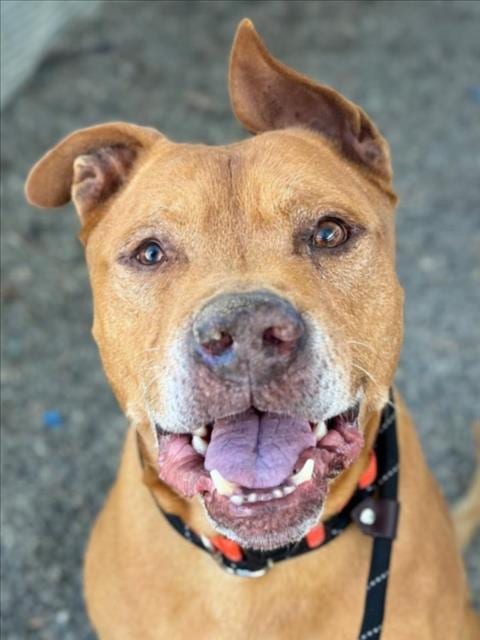 Photo of Clifford, adoptable senior Pit Bull Terrier in Woodland, California