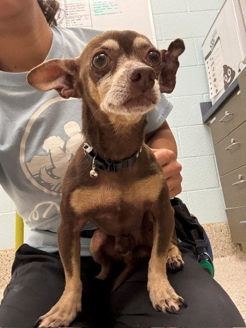 Photo of Fenway, adoptable senior Chihuahua in Brighton, Colorado