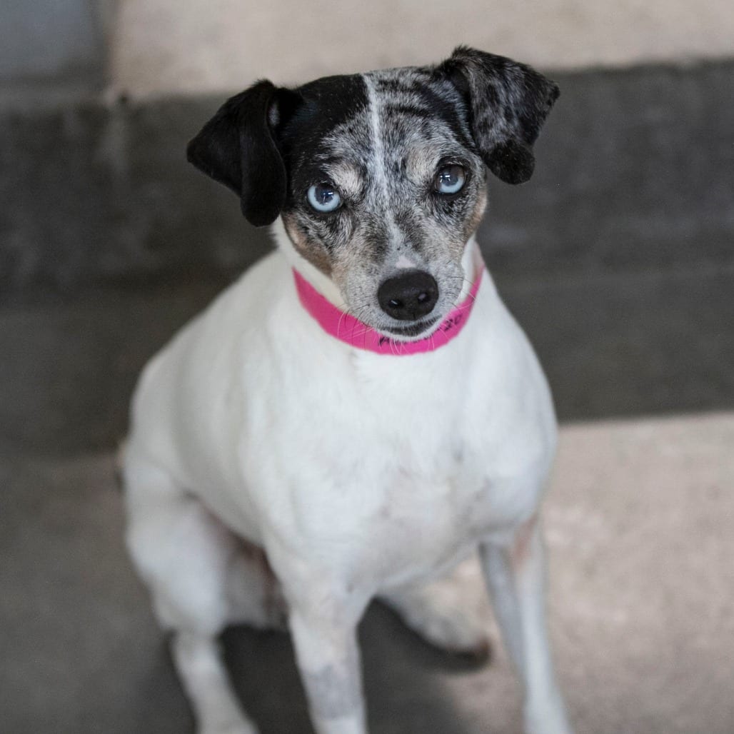Photo of Cami (AG26-20), adoptable senior Terrier, Rat in Colorado Springs, Colorado