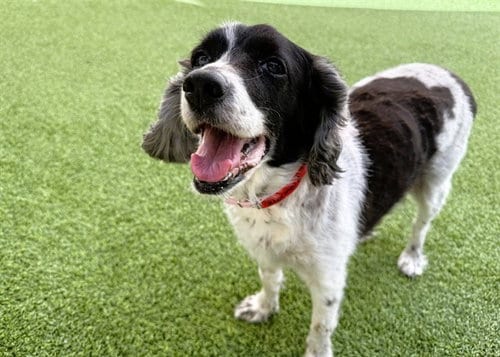 Photo of Mermaid, adoptable senior Cocker Spaniel in Ft Lauderdale, Florida