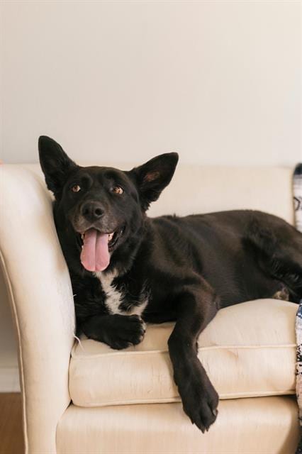 Photo of Buddy, adoptable senior German Shepherd Dog in Albuquerque, New Mexico