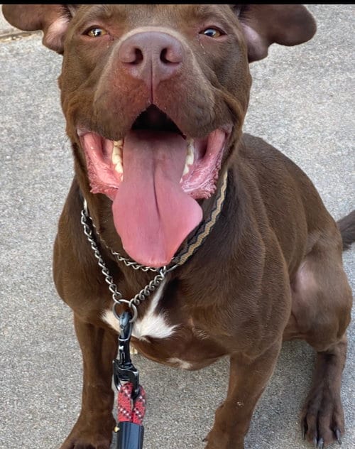 Rossi, adoptable senior Labrador Retriever in Rosenberg, TX