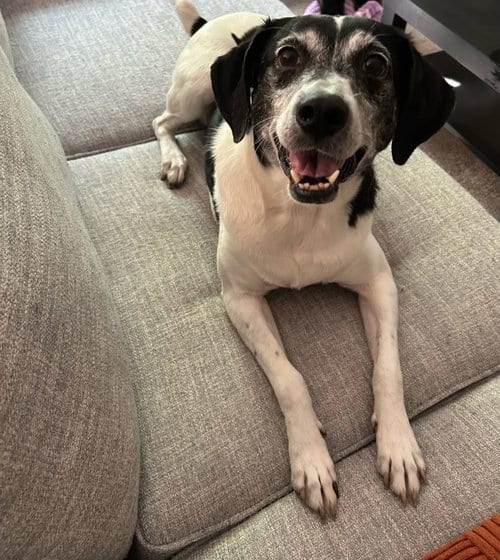 Photo of Sadie, adoptable senior Mountain Cur in Crystal, Minnesota