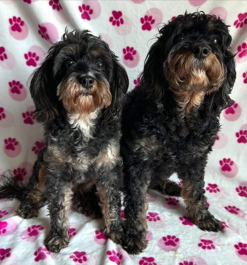 Photo of Tensley & Teddy, adoptable senior Cavalier King Charles Spaniel in Elizabethtown, Pennsylvania