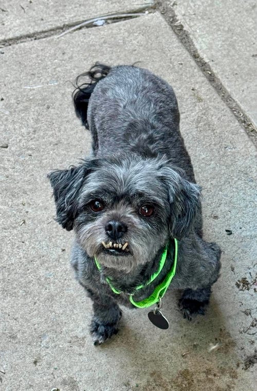 Photo of Buffy, adoptable senior Shih Tzu in Buffalo, New York