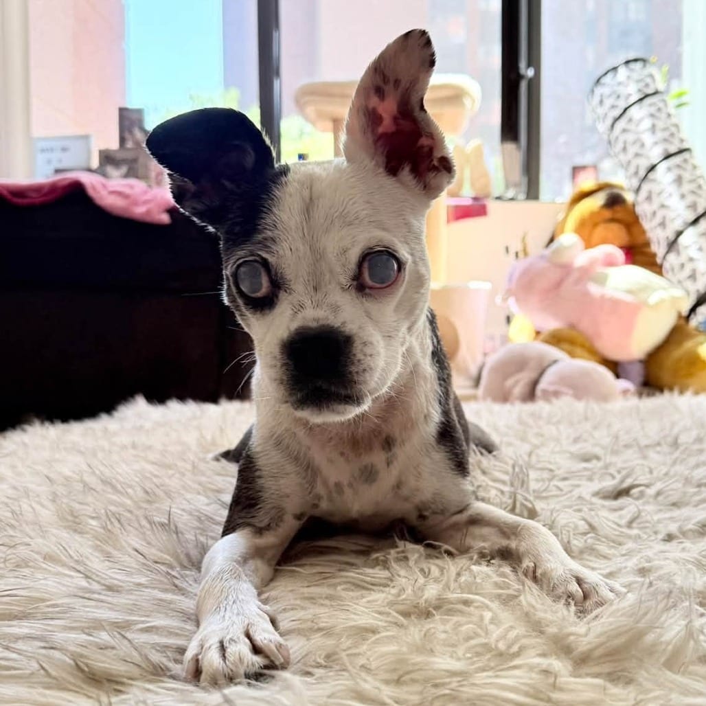 Photo of Alice, adoptable senior Pug / Beagle in Whitestone, New York