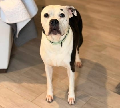 Photo of Bayfield (Bella), adoptable senior dog in Baltimore, Maryland