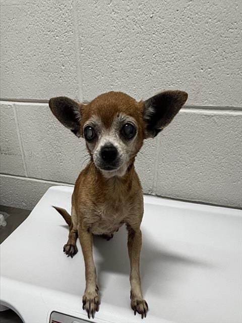 Photo of Losty, adoptable senior Chihuahua in Forestville, Maryland