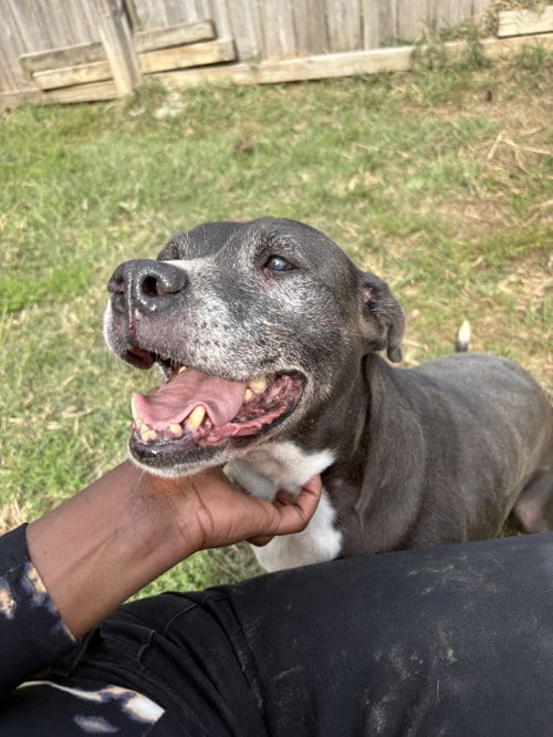 Nancy, adoptable senior American Bulldog in Jackson, MS