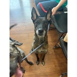 Photo of Levi, adoptable senior Belgian Malinois in Baton Rouge, Louisiana