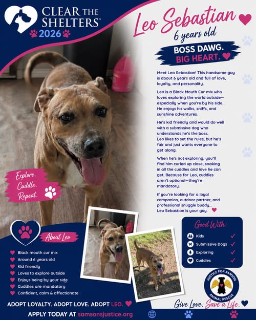 Photo of Leo- Sebastian, adoptable senior Black Mouth Cur in Orange Grove, Texas