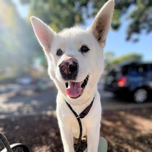 Photo of Trudy, adoptable senior Husky in Oakland, California
