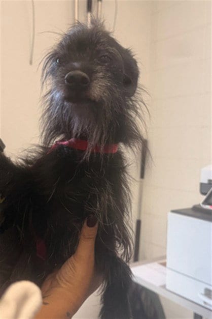 Photo of Drew, adoptable senior Cairn Terrier in Mesa, Arizona