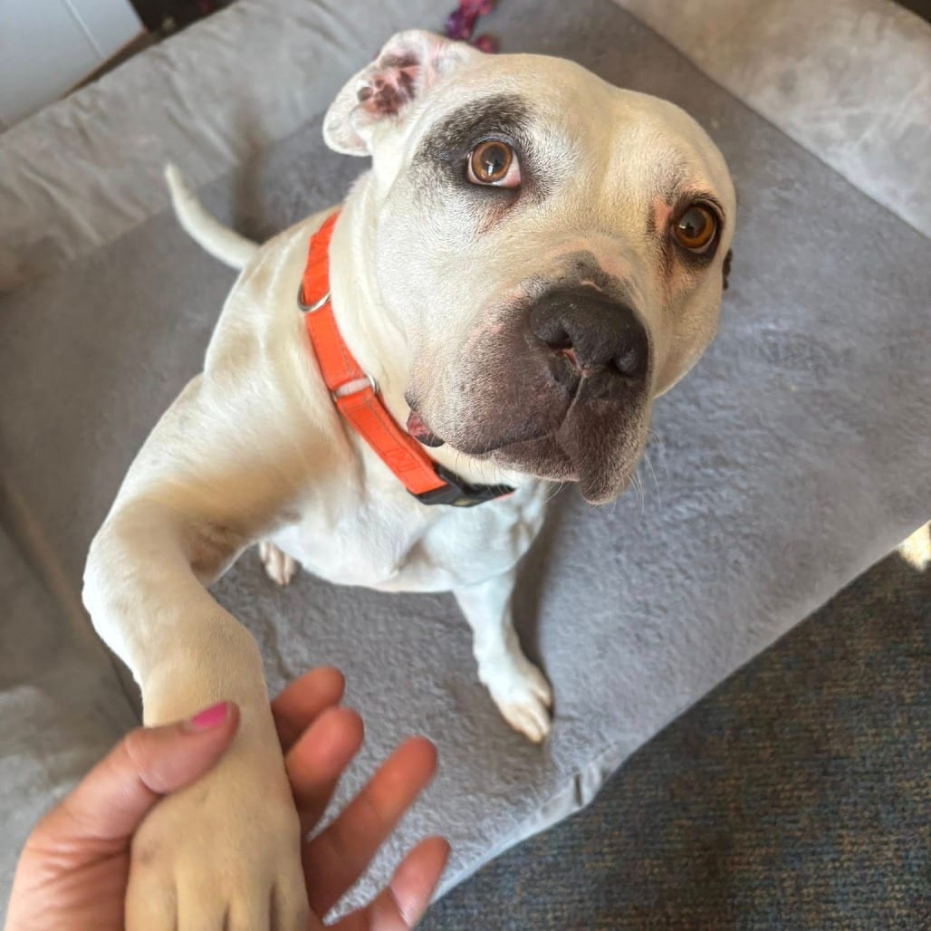Photo of Elephant, adoptable senior Mixed Breed (Large) in St. Louis, Missouri