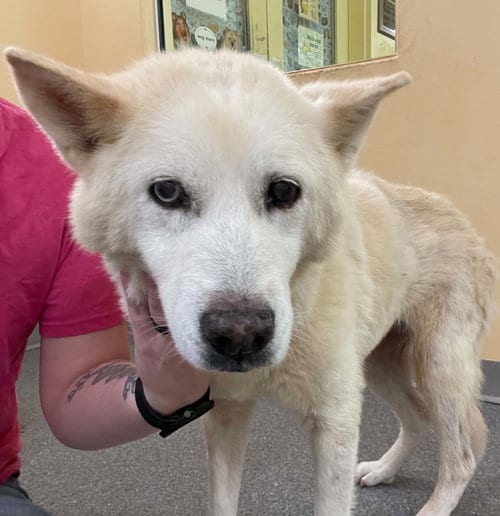 Photo of Mimi, adoptable senior Husky in Low Moor, Virginia