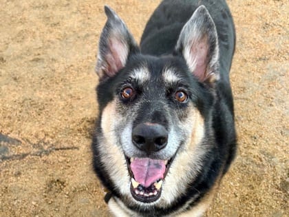 Photo of Charlie, adoptable senior dog in Georgetown, Texas