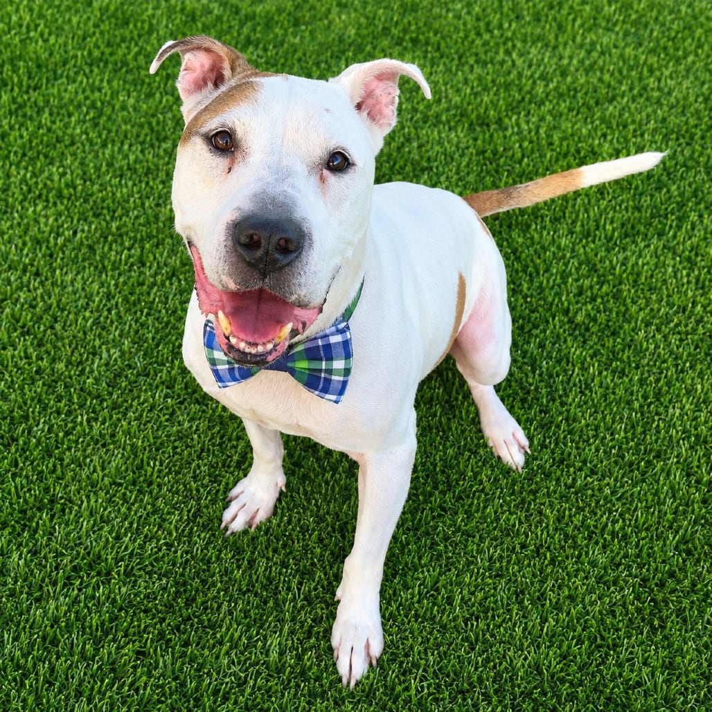 Photo of Turbo, adoptable senior Mixed Breed (Large) / Mixed Breed (Large) in Binghamton, New York