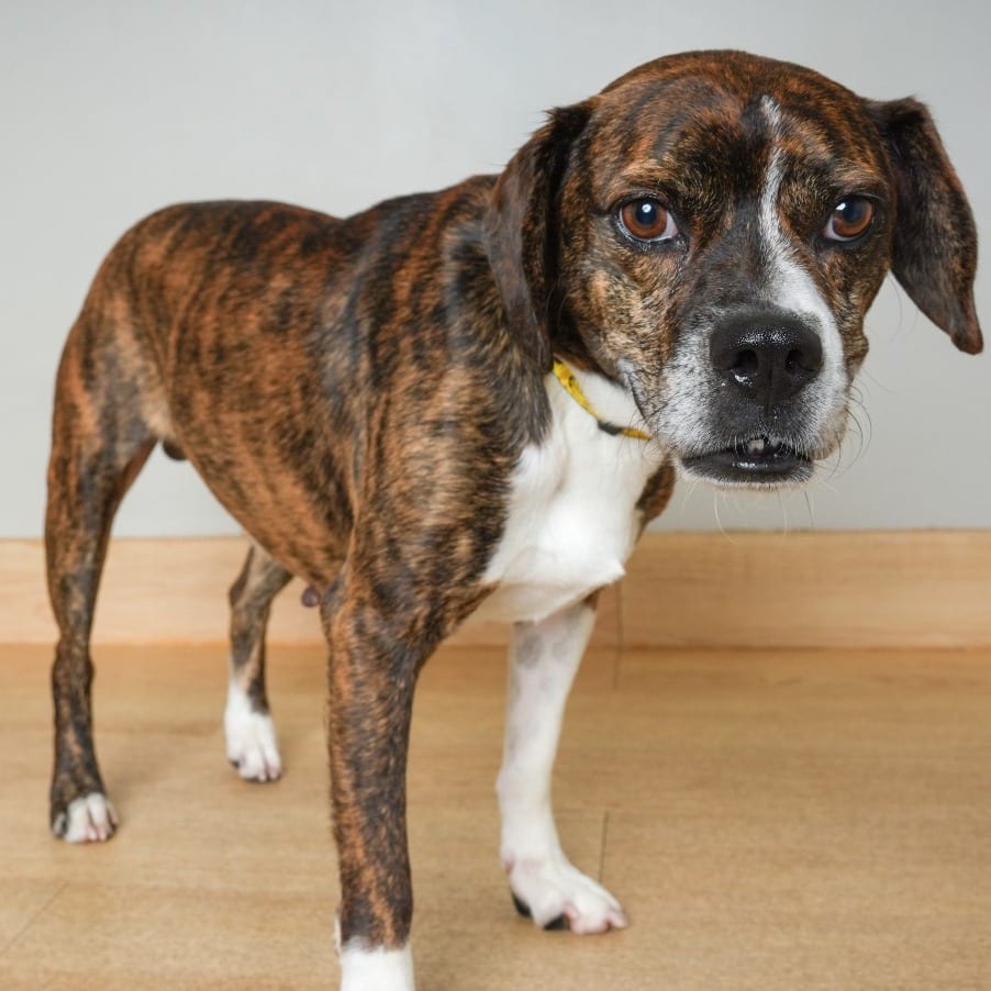 Photo of Gustav D71406, adoptable senior Boxer / Mixed Breed (Medium) in Minnesota, Minnesota