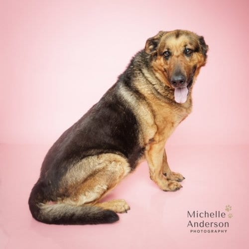 Photo of Bertha, adoptable senior German Shepherd Dog in Corona, California