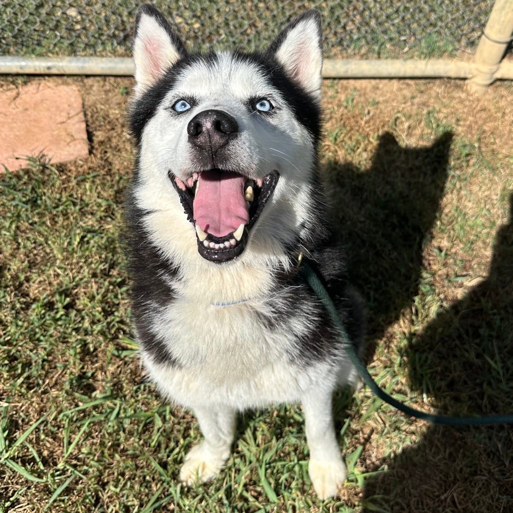 Photo of Kodiak (ON), adoptable senior Mixed Breed (Medium) in Chattanooga, Tennessee