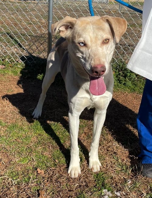 Photo of Tommy, adoptable senior Unknown breed in Shelburne, Vermont
