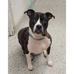 Photo of Siouxsie, adoptable senior Boxer in Kansas City, Missouri